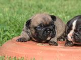 BOULEDOGUE FRANCAIS 1325